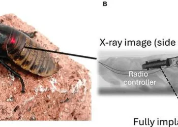 Un contrôleur radio miniature implanté améliore la mobilité des insectes cyborgs
