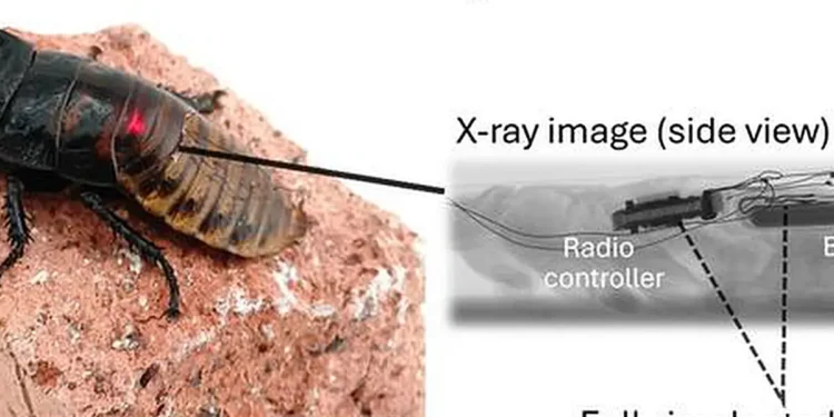 Un contrôleur radio miniature implanté améliore la mobilité des insectes cyborgs