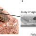Un contrôleur radio miniature implanté améliore la mobilité des insectes cyborgs