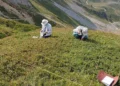 Biodiversité végétale en Europe : une étude montre pourquoi une augmentation du nombre d'espèces n'est pas une bonne nouvelle