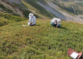Biodiversité végétale en Europe : une étude montre pourquoi une augmentation du nombre d'espèces n'est pas une bonne nouvelle