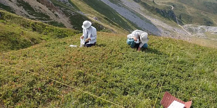 Biodiversité végétale en Europe : une étude montre pourquoi une augmentation du nombre d'espèces n'est pas une bonne nouvelle