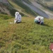 Biodiversité végétale en Europe : une étude montre pourquoi une augmentation du nombre d'espèces n'est pas une bonne nouvelle
