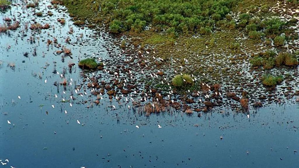 Des volées d'oiseaux survolent les zones humides du Centre spatial Kennedy.