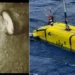 Fûts de déchets radioactifs dans l’océan Atlantique : une mission scientifique lève le voile sur un héritage enfoui