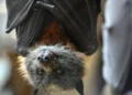 Chauve-souris : un garçon de 11 ans succombe à la rage après avoir été mordu pendant son sommeil