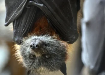 Chauve-souris : un garçon de 11 ans succombe à la rage après avoir été mordu pendant son sommeil