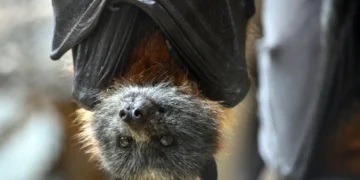 Chauve-souris : un garçon de 11 ans succombe à la rage après avoir été mordu pendant son sommeil