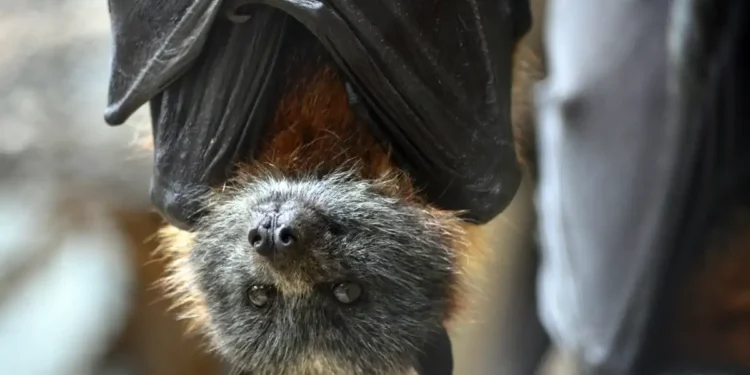 Chauve-souris : un garçon de 11 ans succombe à la rage après avoir été mordu pendant son sommeil