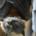Chauve-souris : un garçon de 11 ans succombe à la rage après avoir été mordu pendant son sommeil