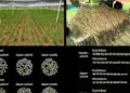 Le retour du riz à Hawaï : des variétés japonaises produisent des grains de grande qualité en seulement trois mois