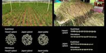 Le retour du riz à Hawaï : des variétés japonaises produisent des grains de grande qualité en seulement trois mois