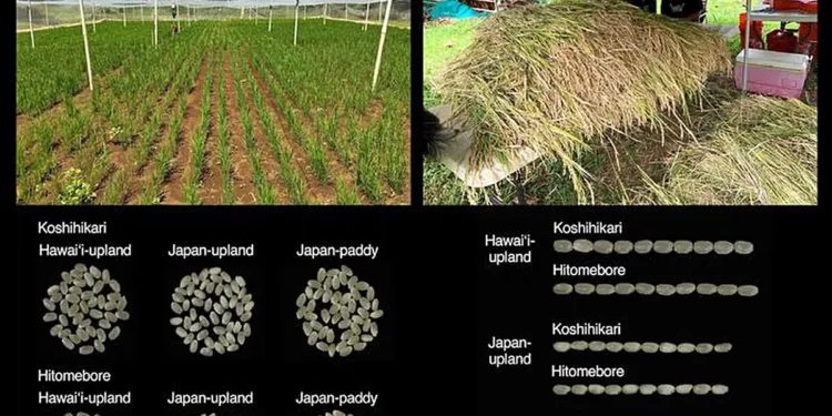 Le retour du riz à Hawaï : des variétés japonaises produisent des grains de grande qualité en seulement trois mois