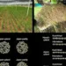 Le retour du riz à Hawaï : des variétés japonaises produisent des grains de grande qualité en seulement trois mois
