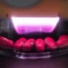 L'agriculture par plasma progresse vers le surpassement des méthodes conventionnelles