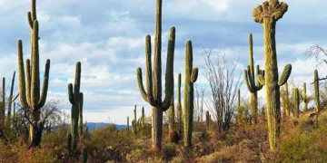 Une étude révèle comment le changement climatique redéfinit l'efficacité du refroidissement et la demande énergétique