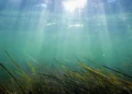 Periods of sustained warming can last for weeks to months at a time, with a distinct marine heatwave embedded between th