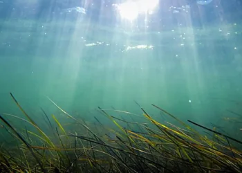 Periods of sustained warming can last for weeks to months at a time, with a distinct marine heatwave embedded between th