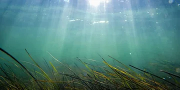 Periods of sustained warming can last for weeks to months at a time, with a distinct marine heatwave embedded between th