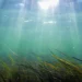 Periods of sustained warming can last for weeks to months at a time, with a distinct marine heatwave embedded between th