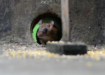PFAS : des effets neurologiques détectés pour la première fois chez l'animal