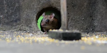 PFAS : des effets neurologiques détectés pour la première fois chez l'animal