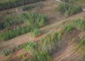 Quand le feu anéantit trente ans de recherche forestière à Cestas