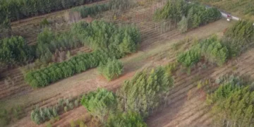 Quand le feu anéantit trente ans de recherche forestière à Cestas