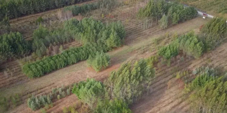 Quand le feu anéantit trente ans de recherche forestière à Cestas