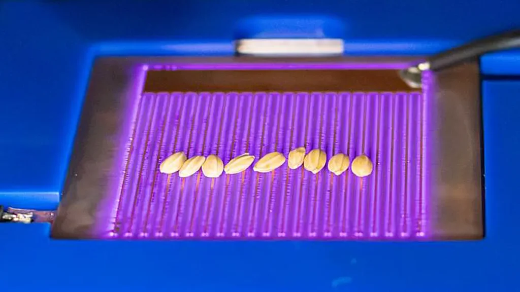 Graines de riz (Oryza sativa) en cours de traitement sur une surface exposée à un plasma à basse température au Centre des sciences du plasma à basse température de l'université de Nagoya
