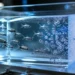 Texas A&M développe des nanorobots pour la récolte du lithium