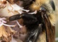 Bourdon Bombus nevadensis, nom commun : bourdon du Nevada.