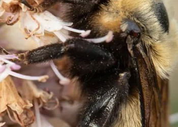 Bourdon Bombus nevadensis, nom commun : bourdon du Nevada.