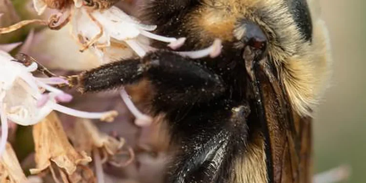 Bourdon Bombus nevadensis, nom commun : bourdon du Nevada.