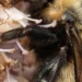 Bourdon Bombus nevadensis, nom commun : bourdon du Nevada.