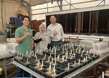 Un chercheur aide à développer un spray économique pour les tomates en sols salins