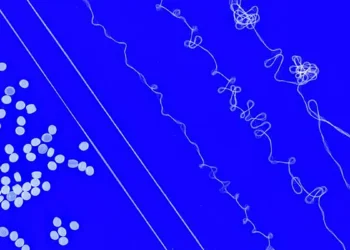 Des ingénieurs du MIT conçoivent un fil élastique recyclable