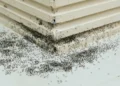 Punaise des champs : pourquoi cet insecte envahit soudainement nos murs et terrasses