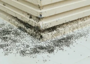 Punaise des champs : pourquoi cet insecte envahit soudainement nos murs et terrasses