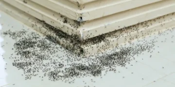 Punaise des champs : pourquoi cet insecte envahit soudainement nos murs et terrasses