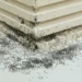 Punaise des champs : pourquoi cet insecte envahit soudainement nos murs et terrasses