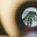 Même le moustique tigre a son type de proie… et ce n’est peut-être pas vous