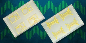 Des bactéries programmées pour calculer au cœur des cultures