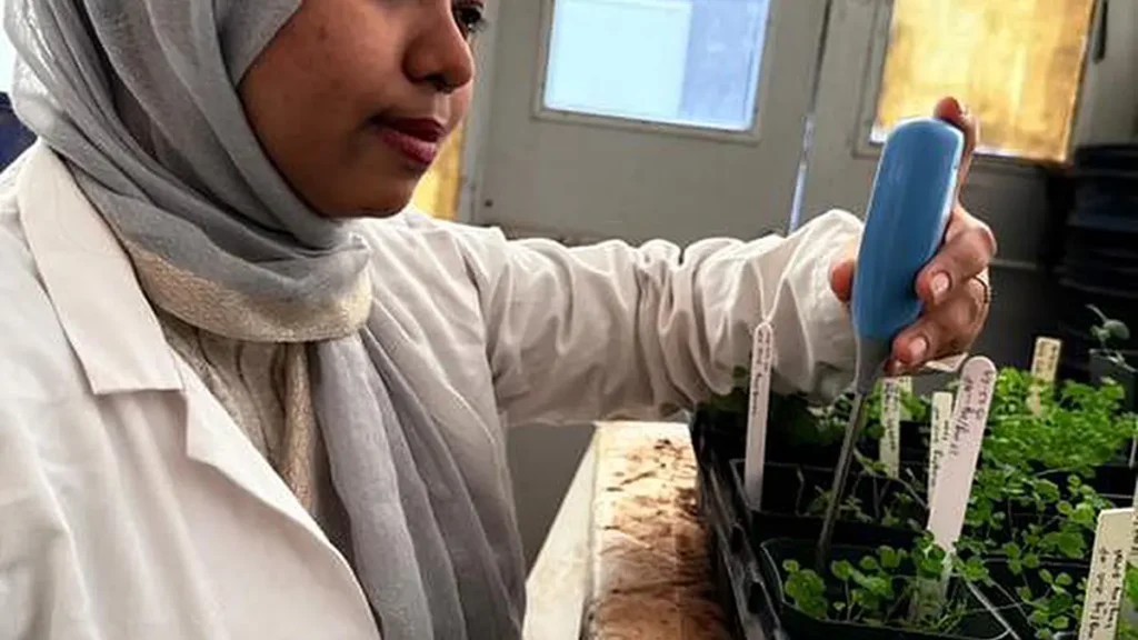 Nusrat Easmin, doctorante en sciences et ingénierie de l'environnement à l'Université du Texas à El Paso, faisait partie de l'équipe de recherche à l'origine d'une étude qui a révélé qu'une pulvérisation foliaire à faible dose, associant des nanoparticules d'oxyde de manganèse et du chitosane, pourrait offrir aux agriculteurs du monde entier un nouvel outil pratique pour continuer à cultiver des tomates sur des terres rendues de plus en plus improductives par la salinité. Hamidreza Sharifan, titulaire d'un doctorat (non représenté), maître de conférences en chimie à l'UTEP, a été l'auteur correspondant de cette étude.