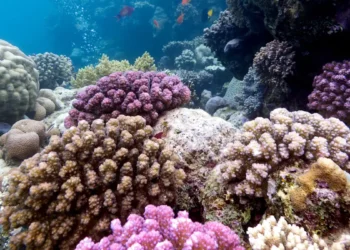 Les El Niño récents atteignent une intensité inédite depuis un millénaire, selon des coraux des Galápagos