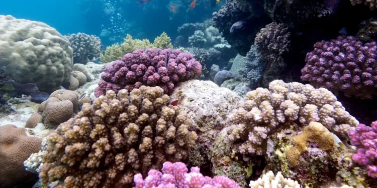 Les El Niño récents atteignent une intensité inédite depuis un millénaire, selon des coraux des Galápagos