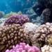 Les El Niño récents atteignent une intensité inédite depuis un millénaire, selon des coraux des Galápagos