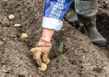 IA et génomique accélèrent la sélection des tubercules