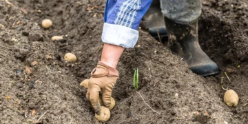 IA et génomique accélèrent la sélection des tubercules