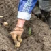 IA et génomique accélèrent la sélection des tubercules